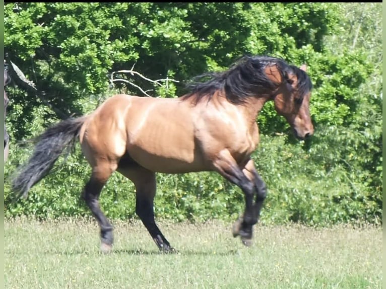 Caballo cuarto de milla Yegua 1 año 150 cm Buckskin/Bayo in Weiden