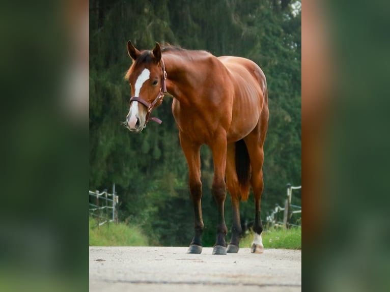 Caballo cuarto de milla Yegua 1 año 150 cm Castaño in Soyen