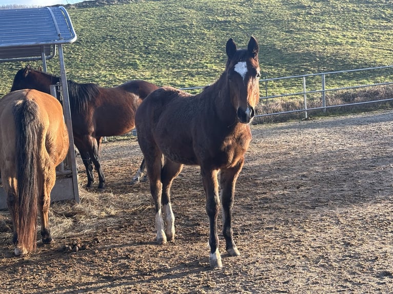 Caballo cuarto de milla Yegua 1 año 150 cm Castaño oscuro in Höringen