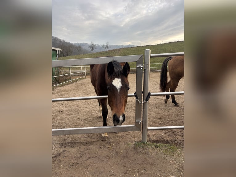 Caballo cuarto de milla Yegua 1 año 150 cm Castaño oscuro in Höringen