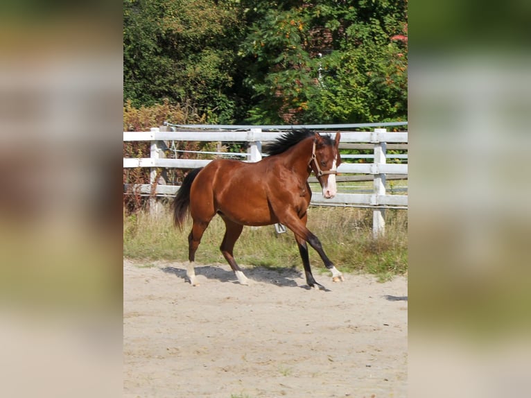 Caballo cuarto de milla Yegua 1 año 150 cm Castaño in Celle