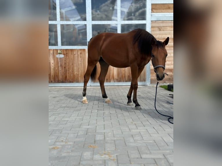 Caballo cuarto de milla Yegua 1 año 150 cm Castaño in Kindelbrück