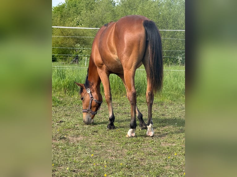 Caballo cuarto de milla Yegua 1 año 150 cm Castaño in Kindelbrück