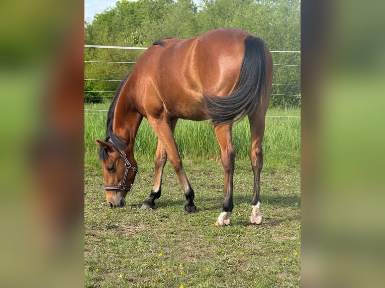 Caballo cuarto de milla Yegua 1 año 150 cm Castaño in Kindelbrück