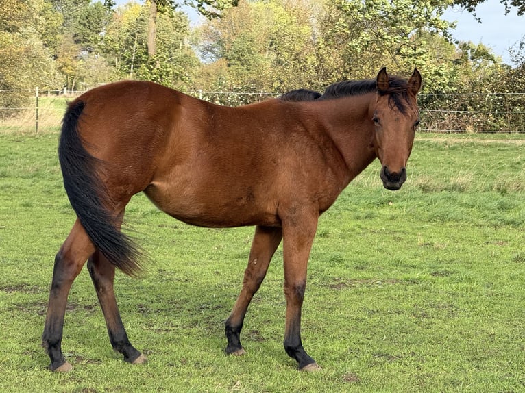 Caballo cuarto de milla Yegua 1 año 150 cm Castaño in Neustadt am R&#xFC;benberge