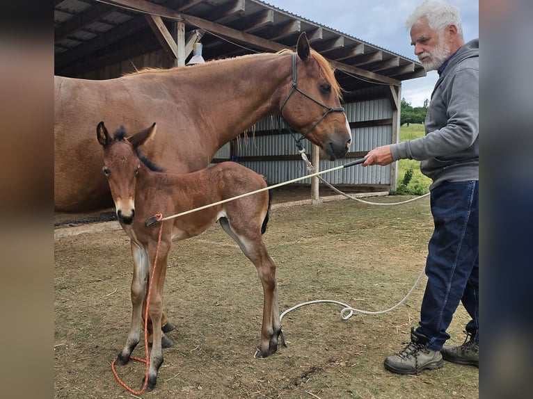 Caballo cuarto de milla Yegua 1 año 150 cm Castaño-ruano in Müglitztal