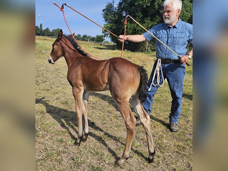Caballo cuarto de milla Yegua 1 año 150 cm Castaño-ruano in Müglitztal