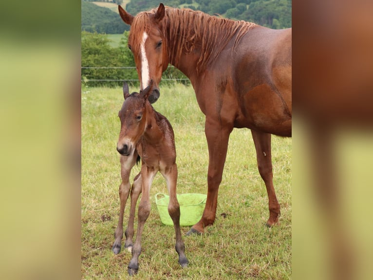 Caballo cuarto de milla Yegua 1 año 150 cm Castaño-ruano in Müglitztal