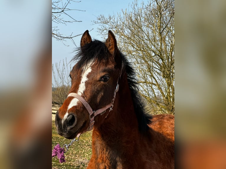 Caballo cuarto de milla Yegua 1 año 150 cm Castaño in Hamburg