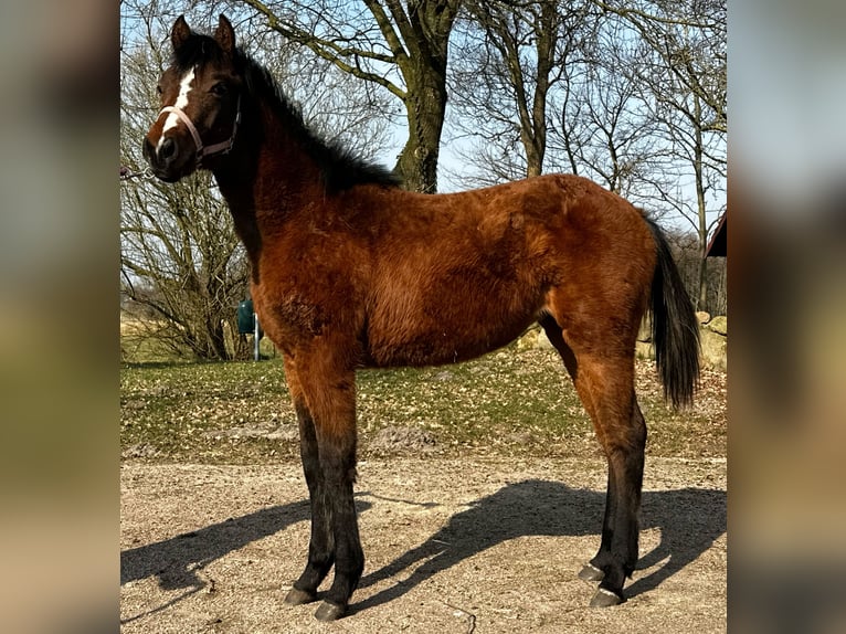 Caballo cuarto de milla Yegua 1 año 150 cm Castaño in Hamburg