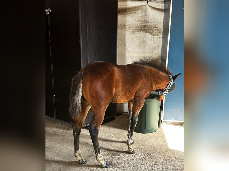 Caballo cuarto de milla Yegua 1 año 150 cm Castaño in Hamburg