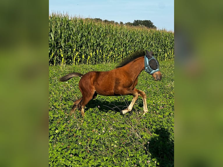 Caballo cuarto de milla Yegua 1 año 150 cm Castaño in Hamburg