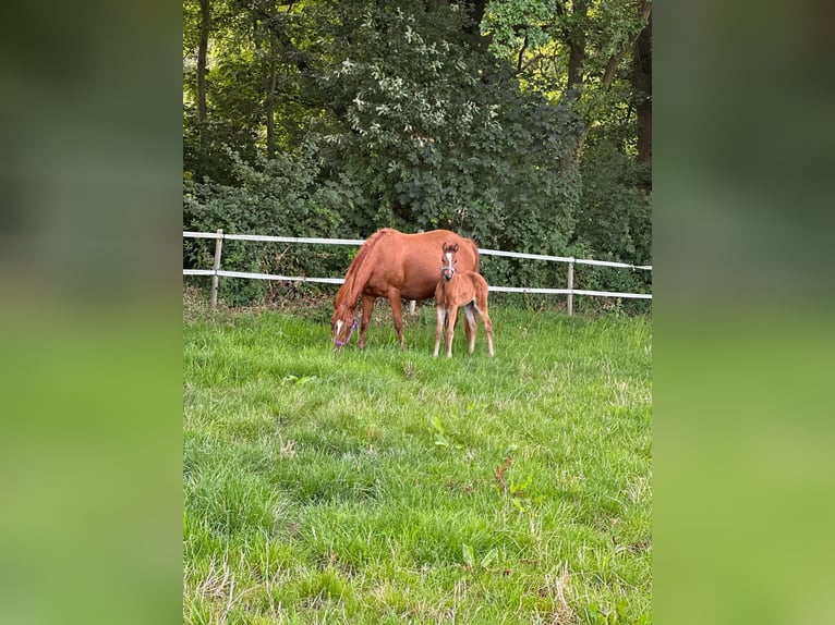 Caballo cuarto de milla Yegua 1 año 150 cm Castaño in Hamburg