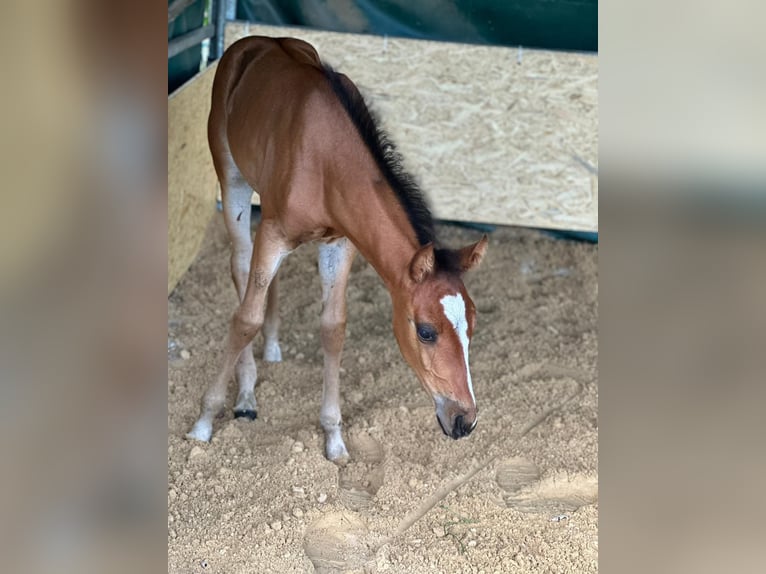 Caballo cuarto de milla Yegua 1 año 150 cm Castaño in Hamburg