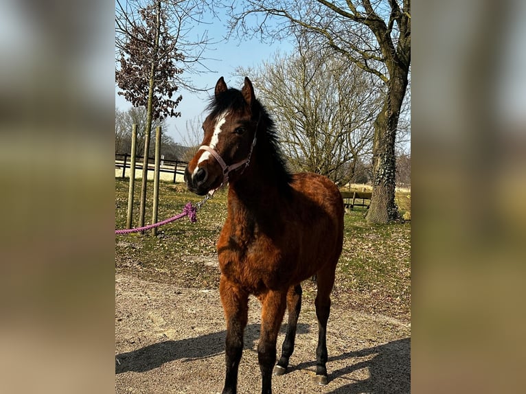 Caballo cuarto de milla Yegua 1 año 150 cm Castaño in Hamburg