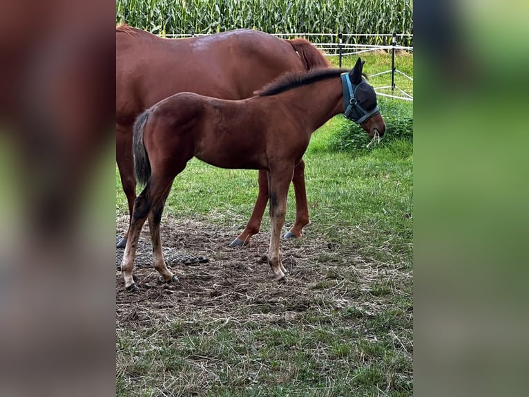 Caballo cuarto de milla Yegua 1 año 150 cm Castaño in Hamburg
