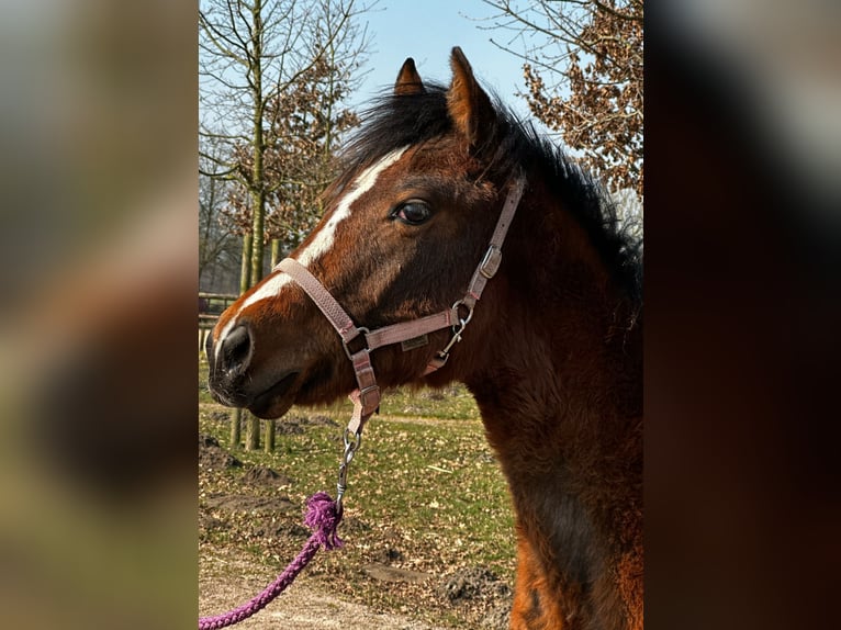Caballo cuarto de milla Yegua 1 año 150 cm Castaño in Hamburg