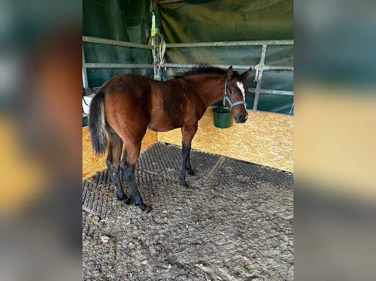 Caballo cuarto de milla Yegua 1 año 150 cm Castaño in Hamburg