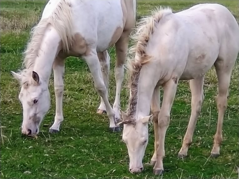 Caballo cuarto de milla Yegua 1 año 150 cm Champán in Nossendorf