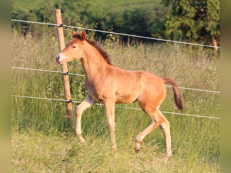 Caballo cuarto de milla Mestizo Yegua 1 año 150 cm Champán in Waldshut-Tiengen