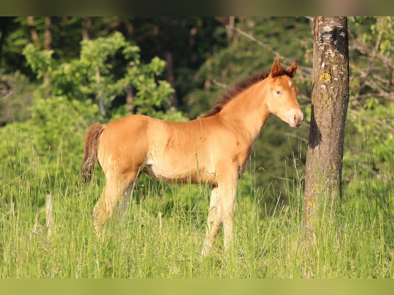 Caballo cuarto de milla Mestizo Yegua 1 año 150 cm Champán in Waldshut-Tiengen