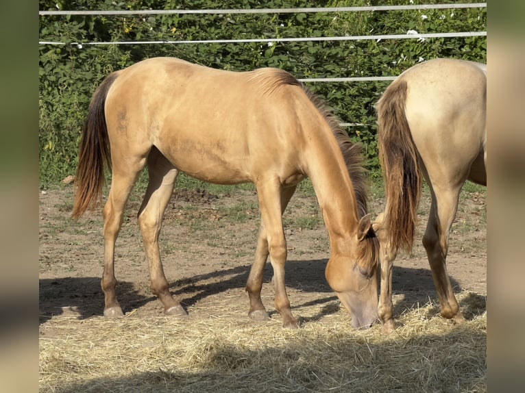 Caballo cuarto de milla Mestizo Yegua 1 año 150 cm Champán in Waldshut-Tiengen