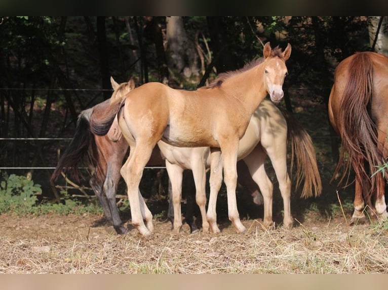 Caballo cuarto de milla Mestizo Yegua 1 año 150 cm Champán in Waldshut-Tiengen