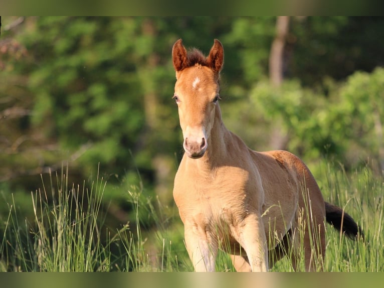 Caballo cuarto de milla Mestizo Yegua 1 año 150 cm Champán in Waldshut-Tiengen