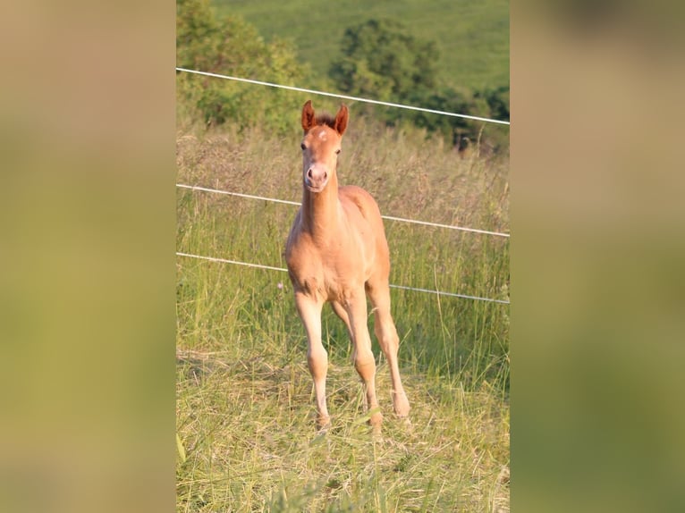 Caballo cuarto de milla Mestizo Yegua 1 año 150 cm Champán in Waldshut-Tiengen