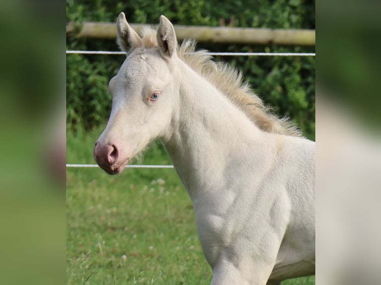 Caballo cuarto de milla Yegua 1 año 150 cm Grullo in Alt Duvenstedt