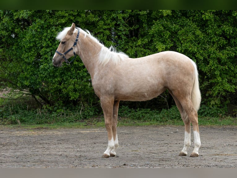 Caballo cuarto de milla Yegua 1 año 150 cm Palomino in Kürten