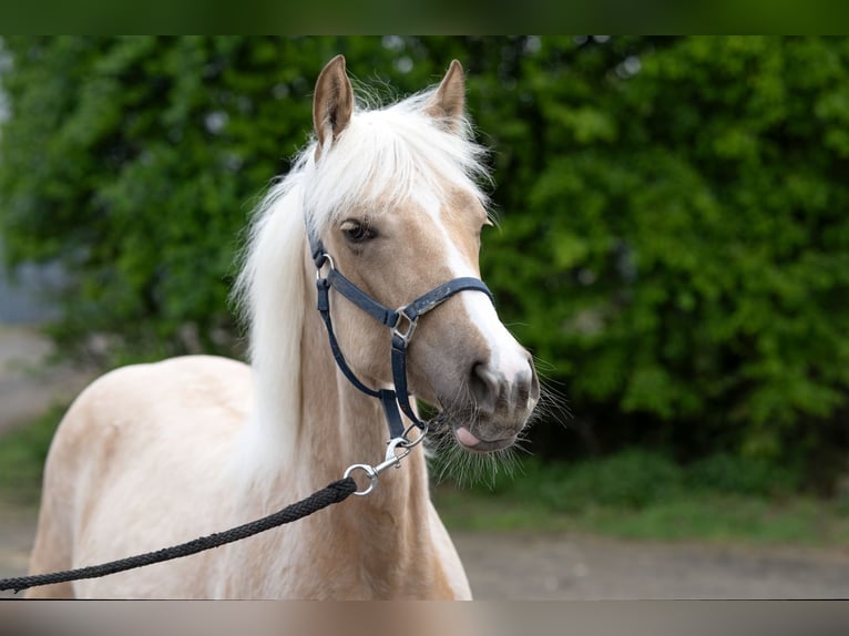 Caballo cuarto de milla Yegua 1 año 150 cm Palomino in Kürten