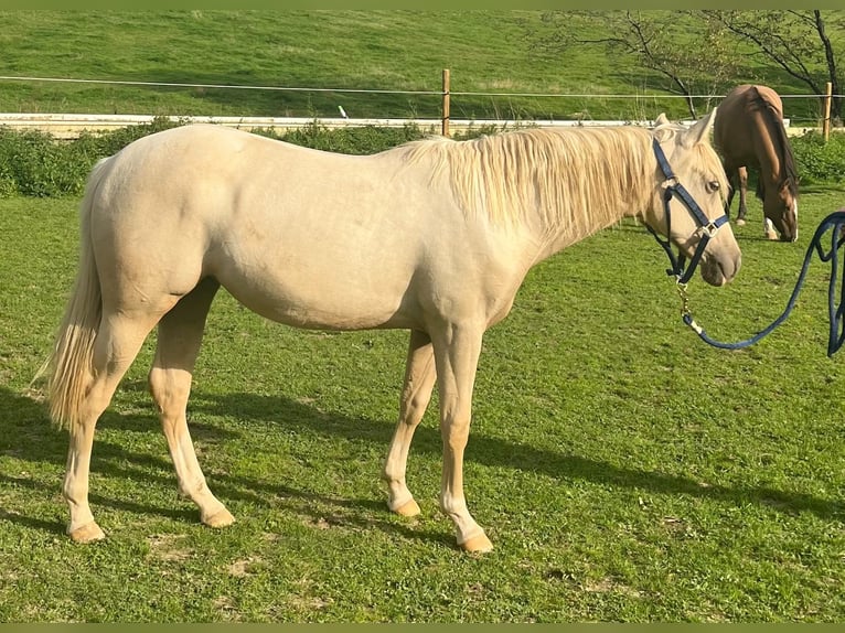 Caballo cuarto de milla Yegua 1 año 150 cm Palomino in Kürten