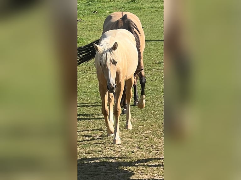 Caballo cuarto de milla Yegua 1 año 150 cm Palomino in Kürten