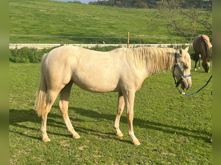 Caballo cuarto de milla Yegua 1 año 150 cm Palomino in Kürten
