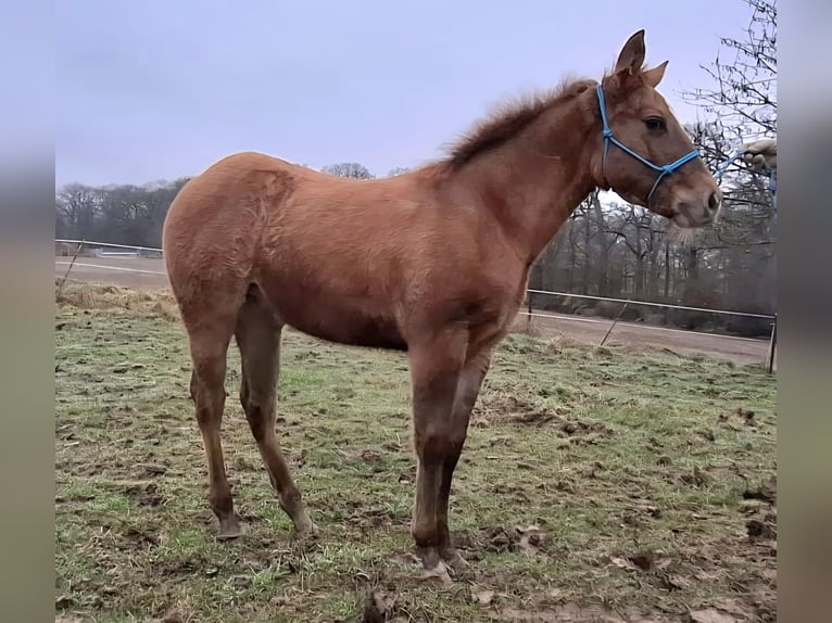 Caballo cuarto de milla Yegua 1 año 150 cm Red Dun/Cervuno in Echternacherbrück