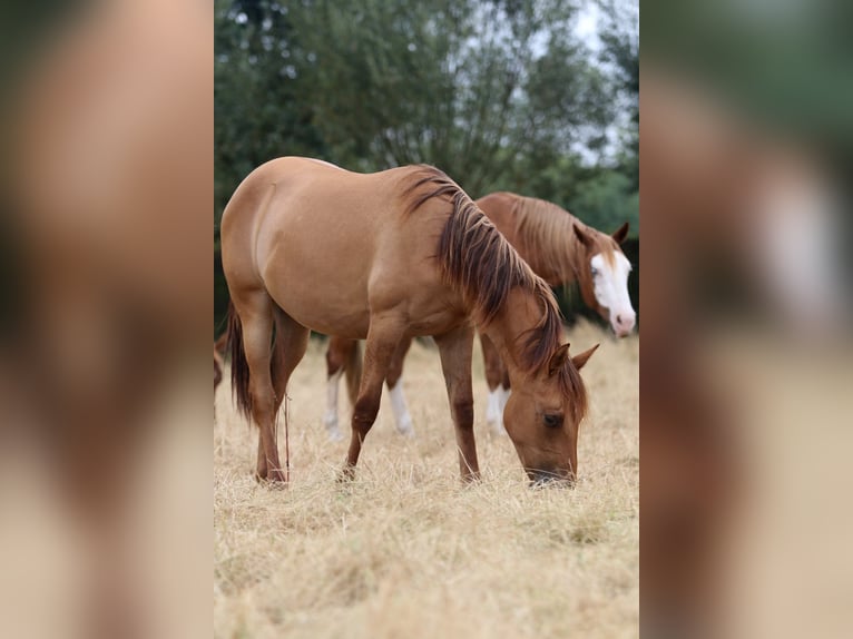 Caballo cuarto de milla Yegua 1 año 150 cm Red Dun/Cervuno in Nieuwrode