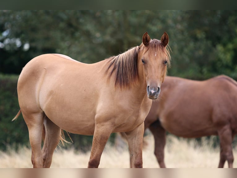 Caballo cuarto de milla Yegua 1 año 150 cm Red Dun/Cervuno in Nieuwrode