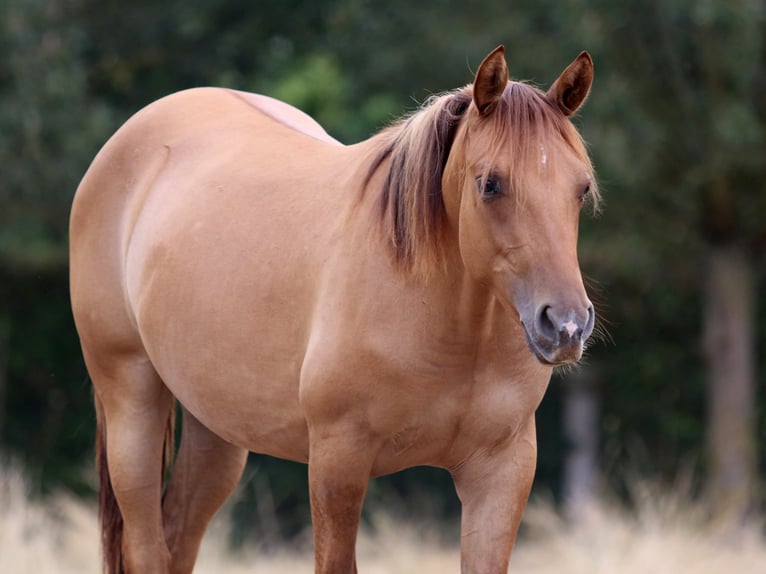Caballo cuarto de milla Yegua 1 año 150 cm Red Dun/Cervuno in Nieuwrode