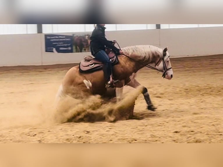 Caballo cuarto de milla Yegua 1 año 150 cm in Niederwerrn