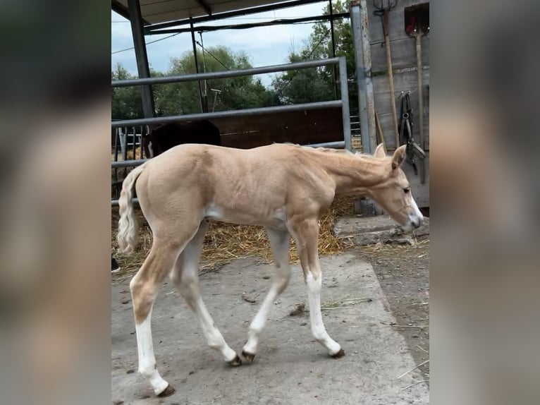 Caballo cuarto de milla Yegua 1 año 150 cm in Niederwerrn