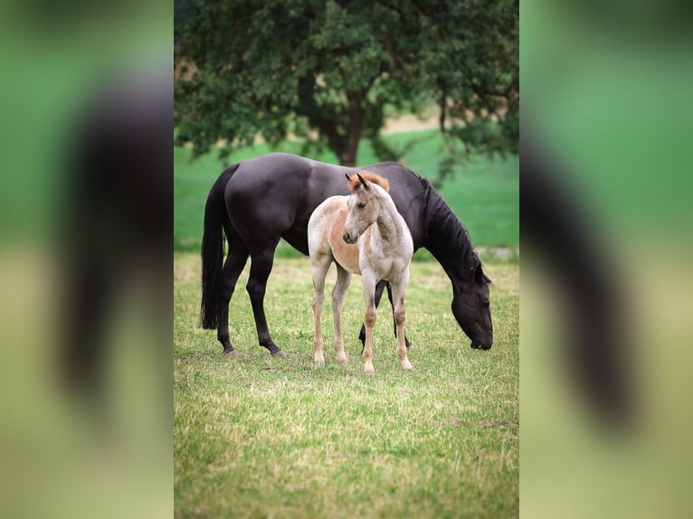 Caballo cuarto de milla Yegua 1 año 150 cm Ruano alazán in Niehl