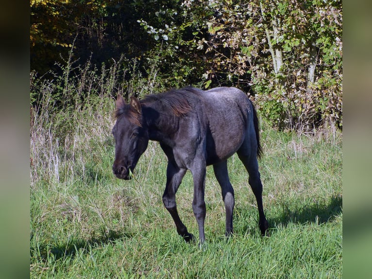 Caballo cuarto de milla Yegua 1 año 150 cm Ruano azulado in Breitenbach