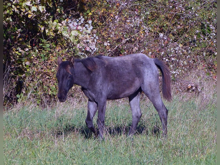 Caballo cuarto de milla Yegua 1 año 150 cm Ruano azulado in Breitenbach