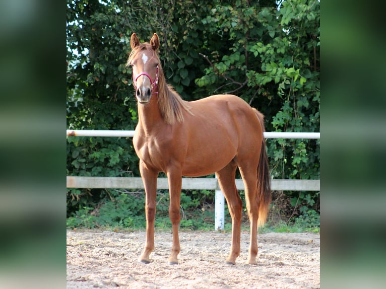 Caballo cuarto de milla Yegua 1 año 151 cm Alazán-tostado in Stade