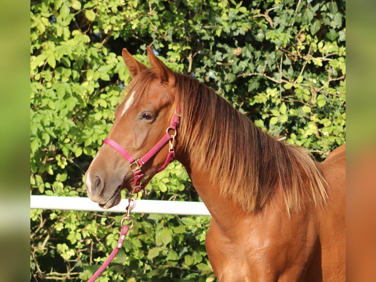 Caballo cuarto de milla Yegua 1 año 151 cm Alazán-tostado in Stade