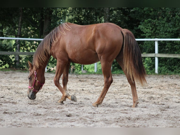 Caballo cuarto de milla Yegua 1 año 151 cm Alazán-tostado in Stade