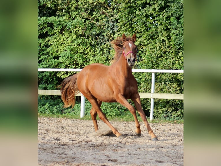 Caballo cuarto de milla Yegua 1 año 151 cm Alazán-tostado in Stade