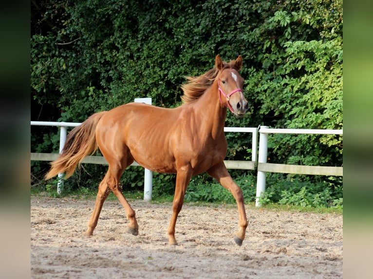 Caballo cuarto de milla Yegua 1 año 151 cm Alazán-tostado in Stade