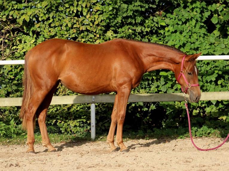 Caballo cuarto de milla Yegua 1 año 151 cm Alazán-tostado in Stade